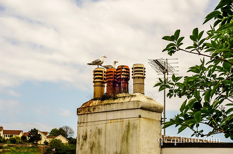 Birds on the chimney and roofs of buildings covered with green m